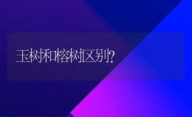 玉树和榕树区别？ | 多肉养殖