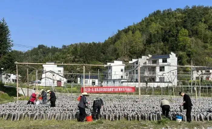 凫峰镇木耳丰收，打造“凫菌”品牌