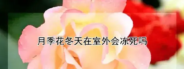 月季花冬天在室外会冻死吗