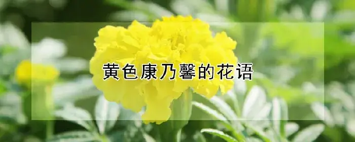 黄色康乃馨的花语