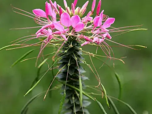 盆景养护管理 | 盆栽醉蝶花养殖方法