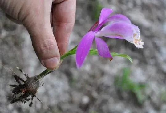 独蒜兰的花语是什么，独蒜兰的传说故事/清雅、高洁