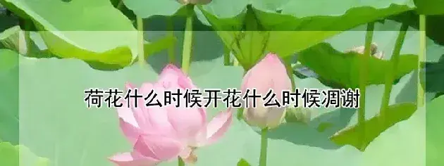 荷花什么时候开花什么时候凋谢