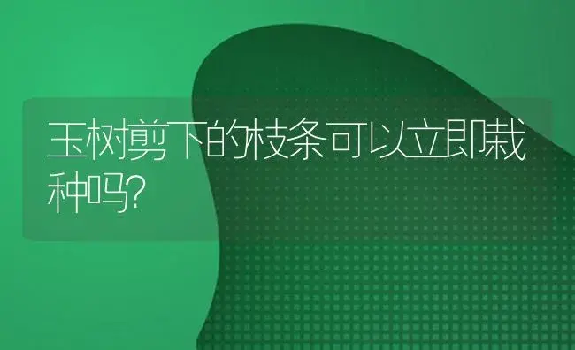 玉树剪下的枝条可以立即栽种吗？ | 多肉养殖