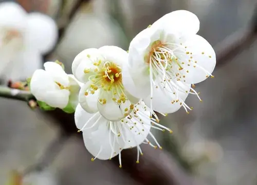 关于白梅花的花语和传说故事