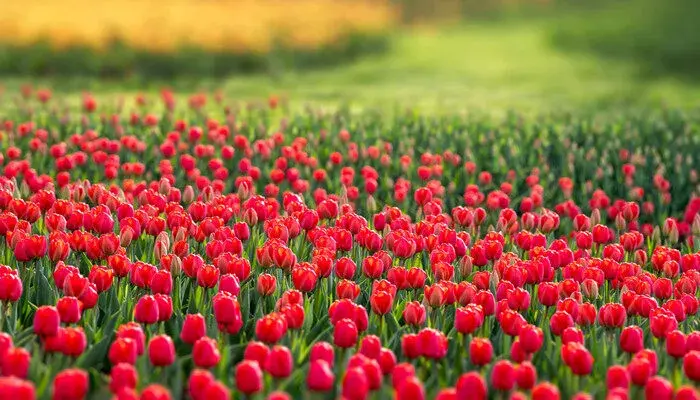 紫色郁金香花语