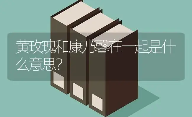 黄玫瑰和康乃馨在一起是什么意思？ | 绿植常识