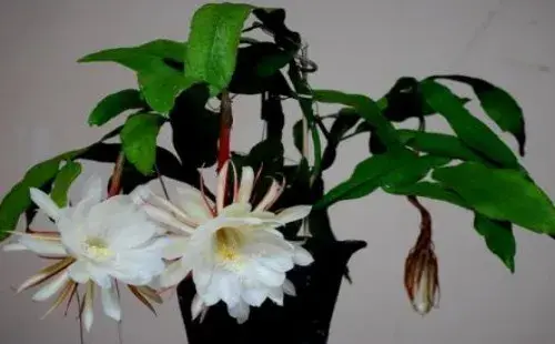 盆景知识 | 昙花插扦后几年能开花
