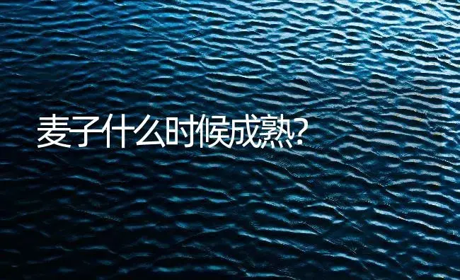 麦子什么时候成熟？ | 农作物种植