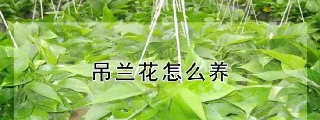 吊兰花怎么养