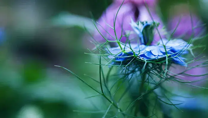 蓝色矢车菊的花语 蓝色矢车菊的花语和寓意