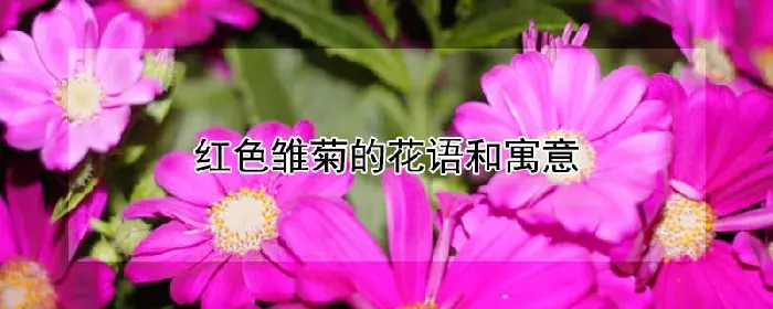 红色雏菊的花语和寓意