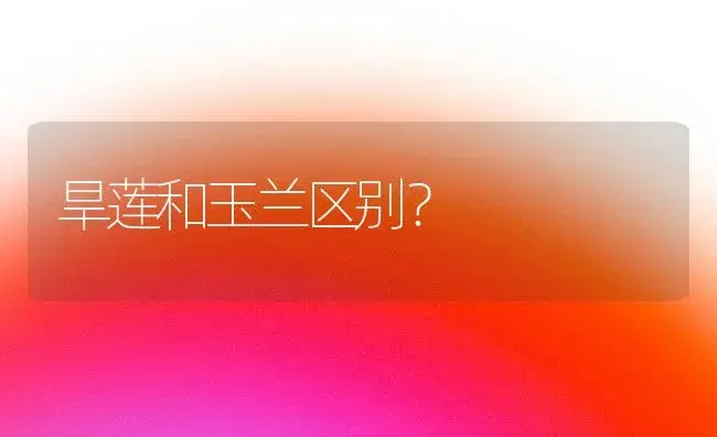 君子兰白天在室内晚上在室外？ | 绿植常识