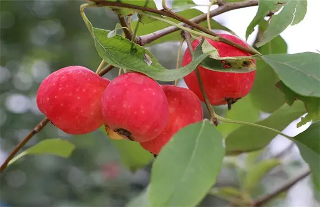 沙果的栽培措施