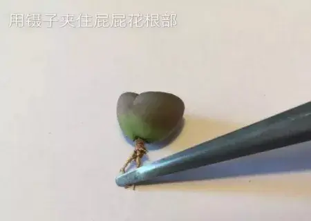 盆栽修剪 | 生石花怎么修根