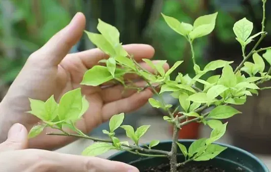 盆栽施肥 | 新买的三角梅缓苗后新叶偏黄 原来是忽略了这个细节