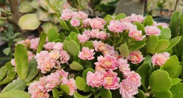 凤尾长寿花夏天怎样养护？