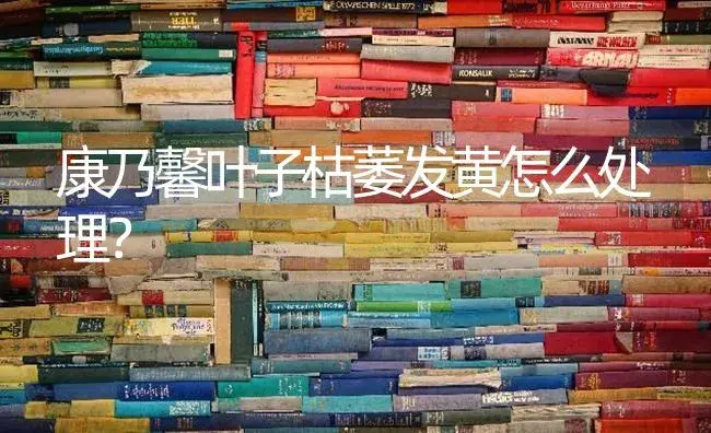 君子兰在什么时间施肥，施多少肥才能促进开花？ | 绿植常识