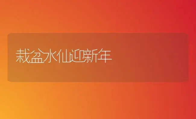 栽盆水仙迎新年 | 家庭养花