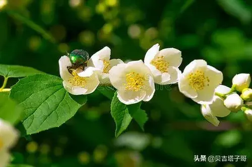 白色的茉莉花含义是什么？