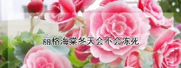 丽格海棠冬天会不会冻死