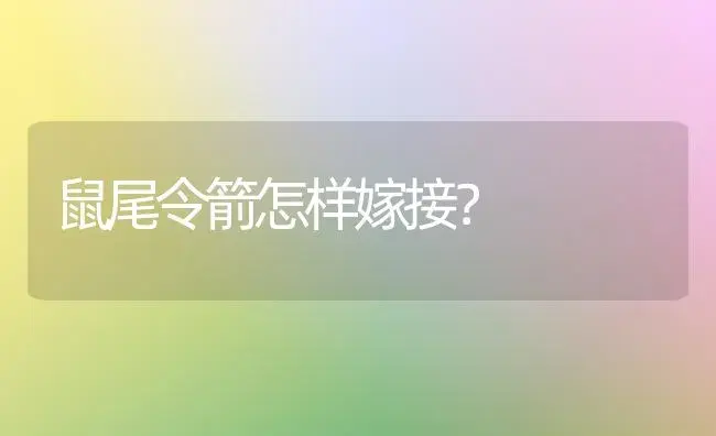 鼠尾令箭怎样嫁接？ | 多肉养殖