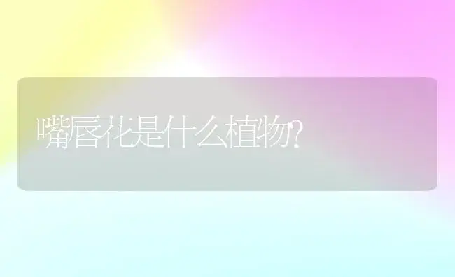 嘴唇花是什么植物？ | 家庭养花