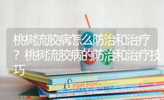 桃树流胶病怎么防治和治疗？桃树流胶病的防治和治疗技巧 | 果木种植