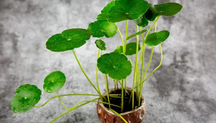 铜钱草的寓意和花语 铜钱草的花语和象征意义