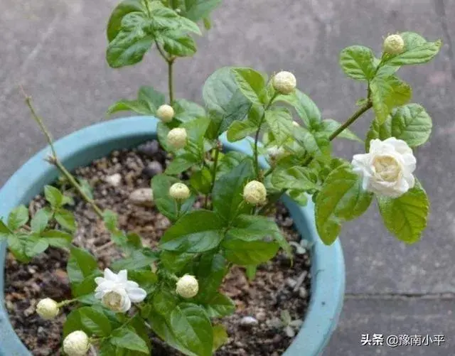 茉莉花插枝繁殖在什么季节最好?要怎么样处理？