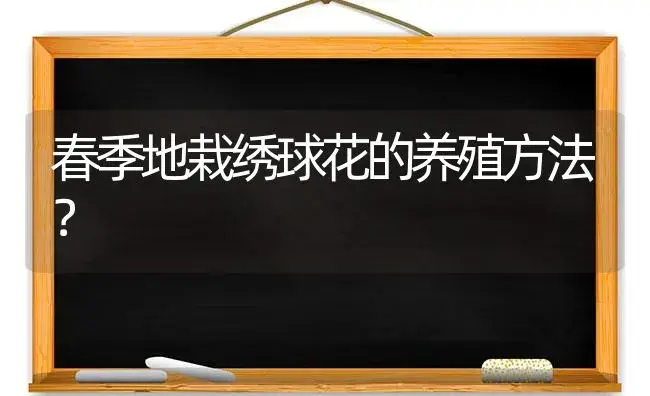 春季地栽绣球花的养殖方法？ | 绿植常识