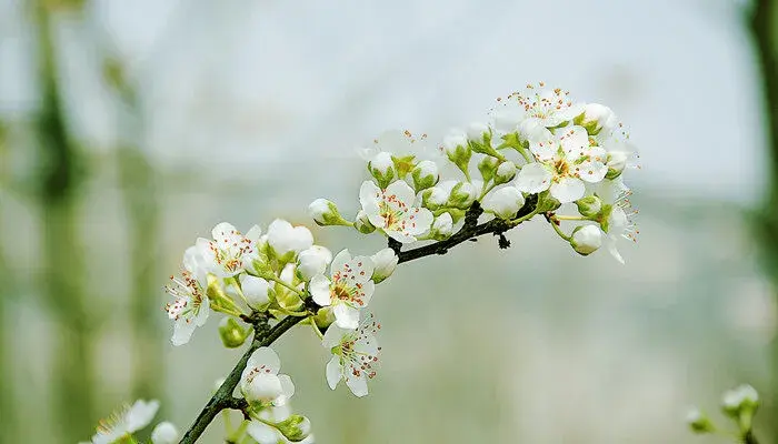 梨花的花语 梨花的花语是什么