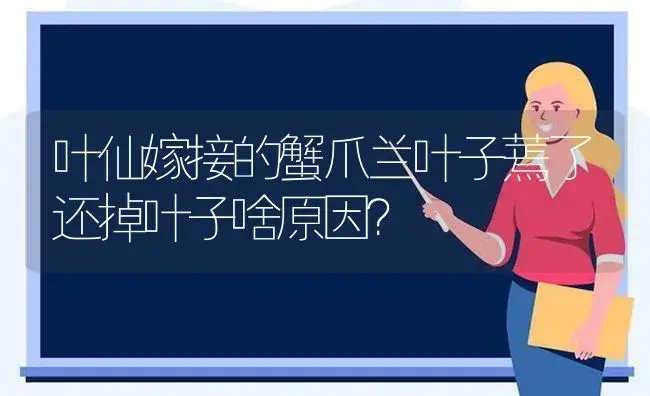 叶仙嫁接的蟹爪兰叶子蔫了还掉叶子啥原因？ | 多肉养殖