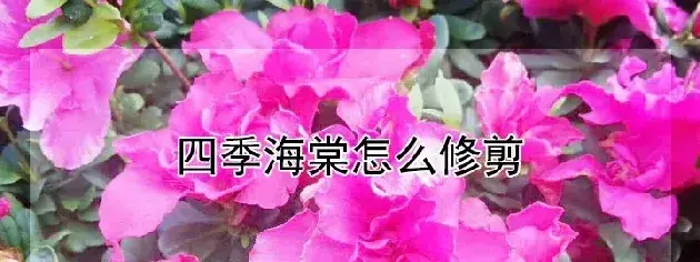 四季海棠怎么修剪