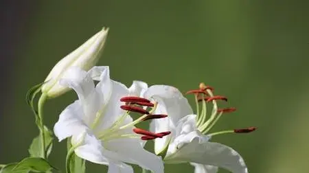 百合花用水怎么养？