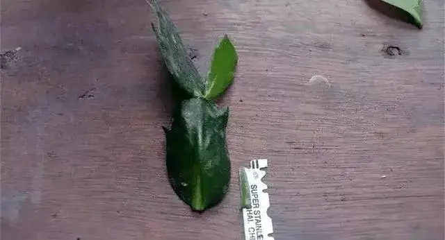 蟹爪兰嫁接需要晾干吗？