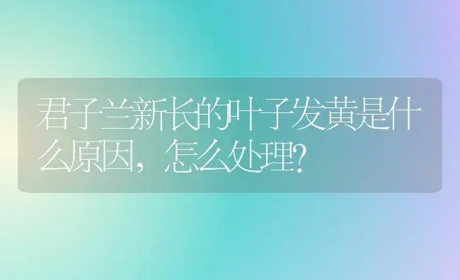 君子兰新长的叶子发黄是什么原因，怎么处理？ | 绿植常识