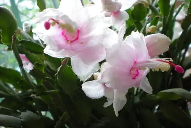 蟹爪兰是喜阴植物,还是喜阳植物？
