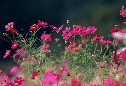 室内适合种植的盆栽