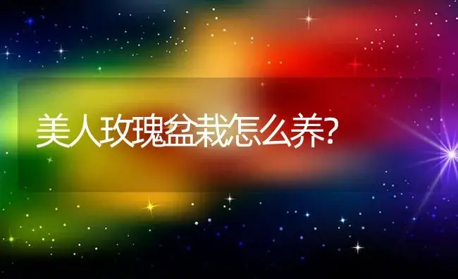 美人玫瑰盆栽怎么养？ | 多肉养殖