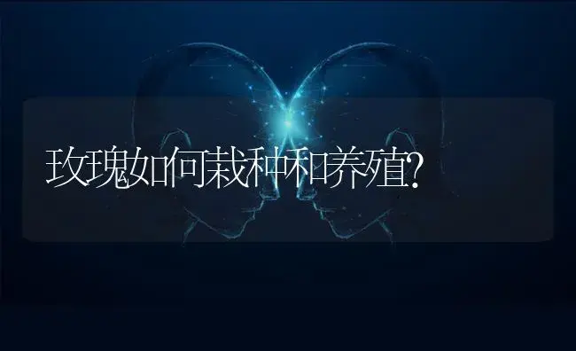 玫瑰如何栽种和养殖? | 特种种植