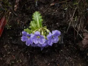 苣叶报春的花语