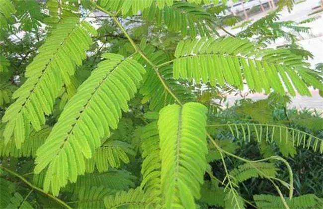 儿茶的种植技术