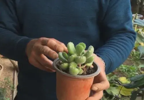 盆景养护管理 | 多肉植物冬季怎么养才能安全越冬