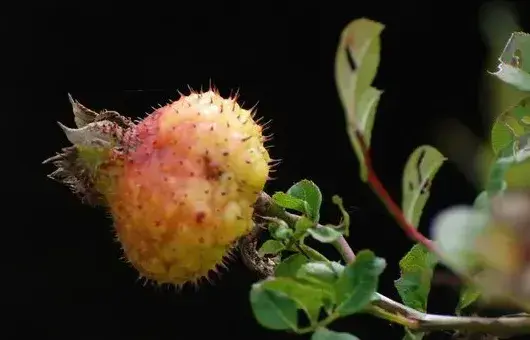 金樱子种植地区与温度