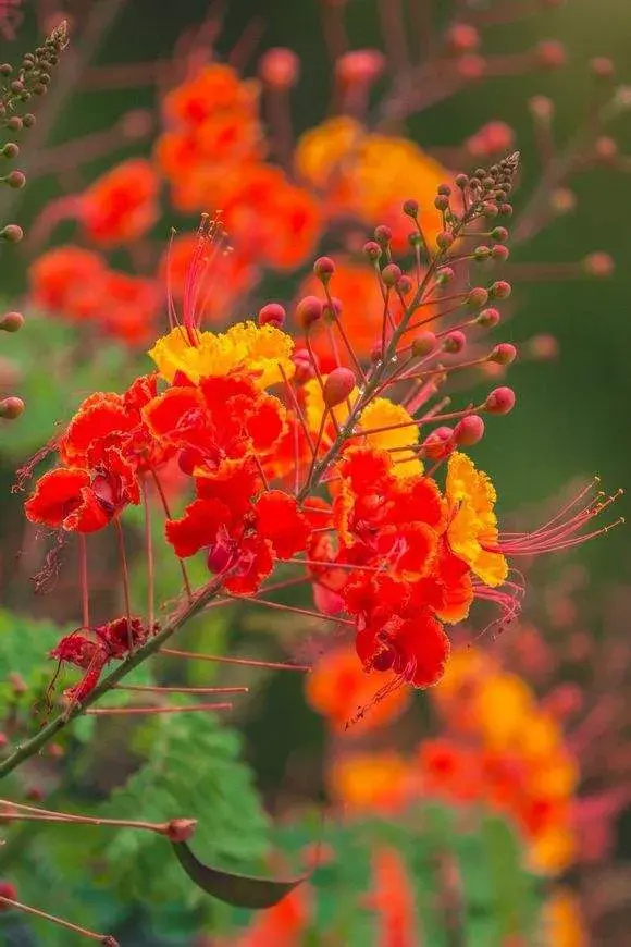 金凤花养殖方法，金凤花的花语和文化