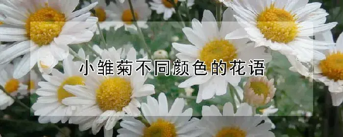 小雏菊不同颜色的花语