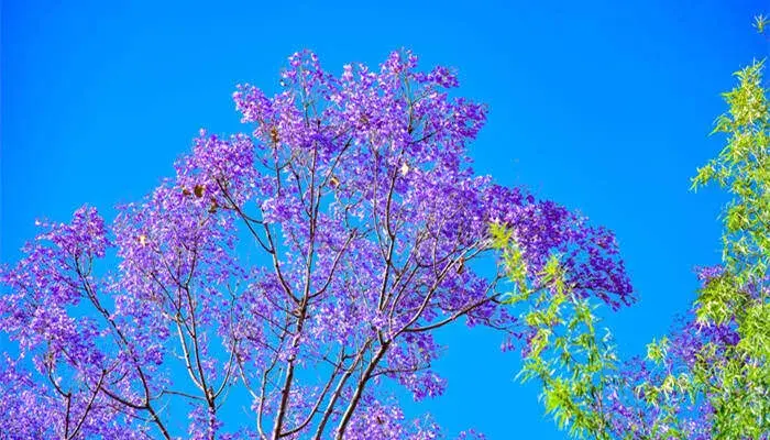 蓝花楹花期 蓝花楹的花语是什么