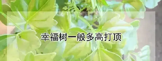 幸福树一般多高打顶