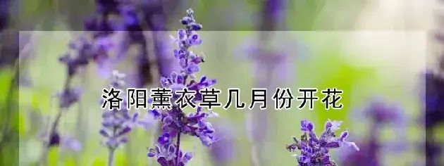 洛阳薰衣草几月份开花